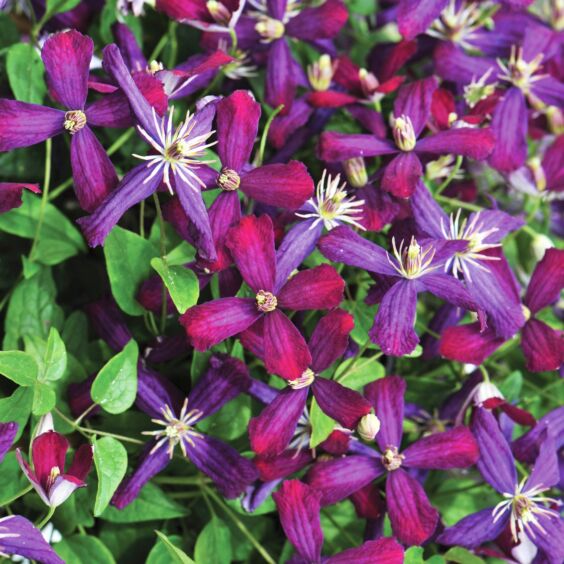 Sweet Summer Love Clematis in Bloom