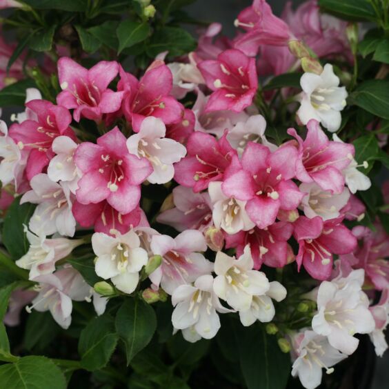 Closeup of blooms