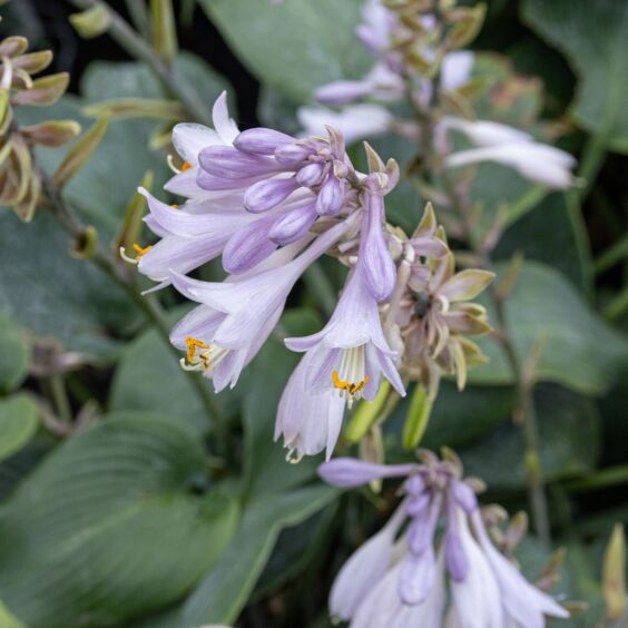 Halcyon Hosta in bloom