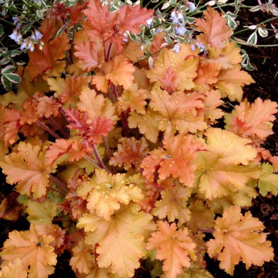 Marmalade Coral Bells