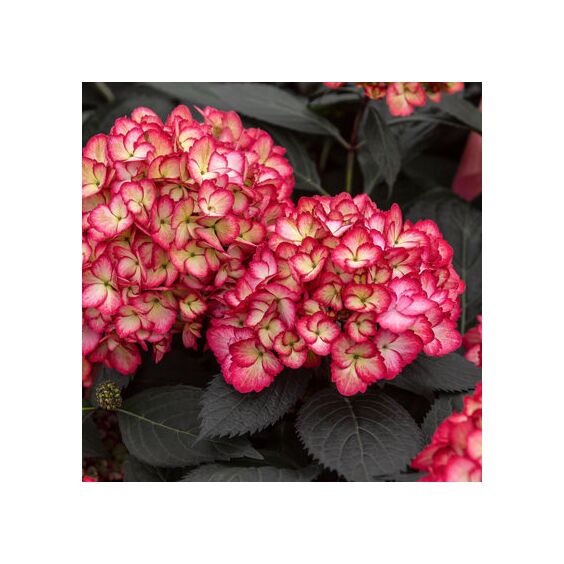 Eclipse Hydrangea Blooms