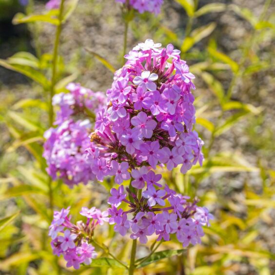 Jeana Phlox Blooming Closeup