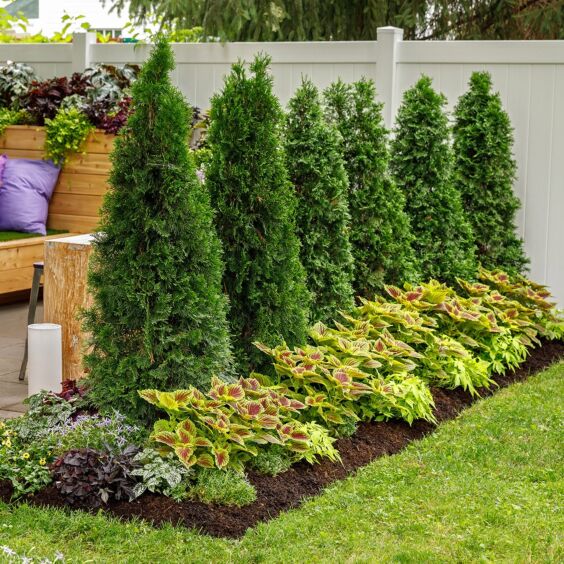 Arborvitae screen