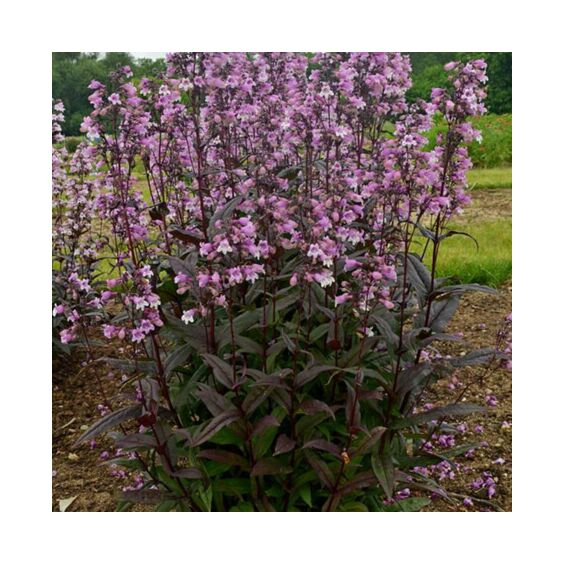 Blackbeard Beardtongue in bloom