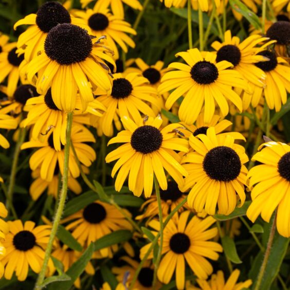 Viette's Little Suzy Black Eyed Susan in a cluster