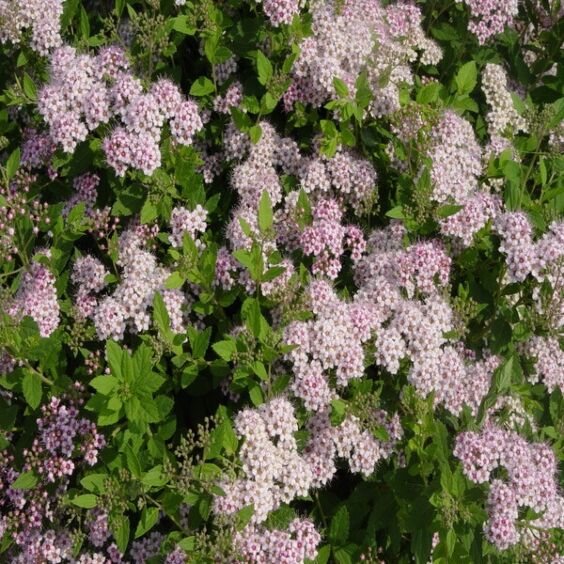 Little Princess Spirea pink flowers