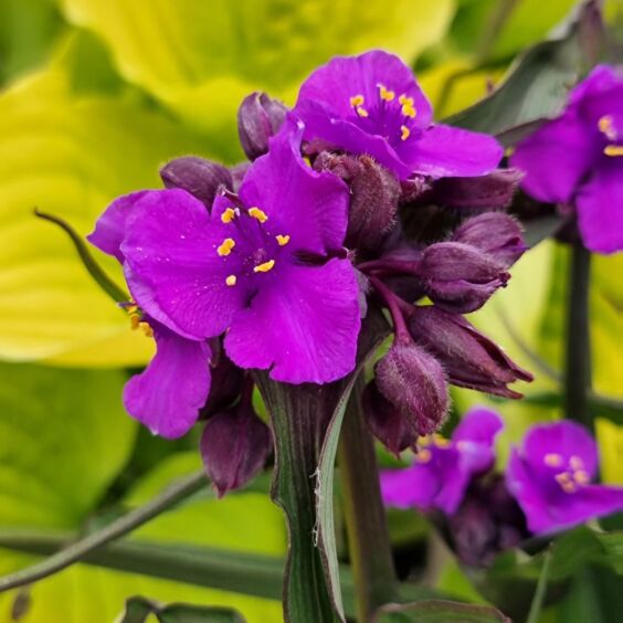 JS® Brainstorm Spiderwort closeup