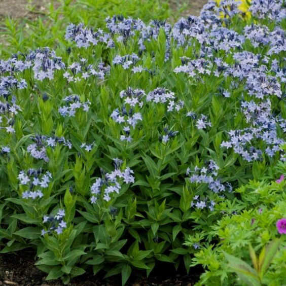 Blue Ice Amsonia Mature