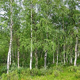 paper birch forest