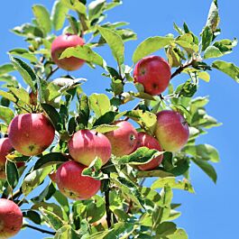 macintosh apple tree blossoms