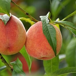 Contender Peach Tree for Sale