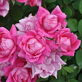 Double Pink Knock-out Rose