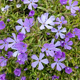 Shop Our Violet Pinwheels Creeping Phlox | McKay Nursery