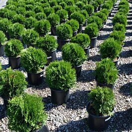 Little Giant Globe Arborvitae | McKay Nursery