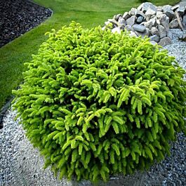 Bird's Nest Spruce