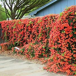 Trumpet Vine | Hummingbird Magnet | McKay Nursery