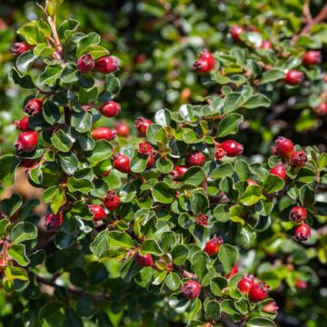 Cranberry Cotoneaster