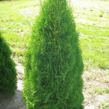 Brandon Arborvitae