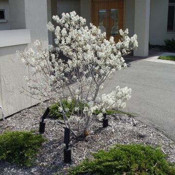 Cole's Select Serviceberry