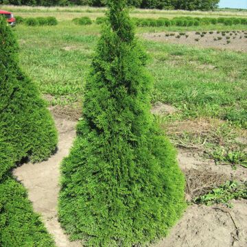 Emerald Arborvitae