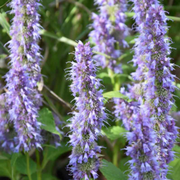 Agastache Blue Fortune Giant Hyssop