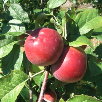 Semi-Dwarf Liberty Apple