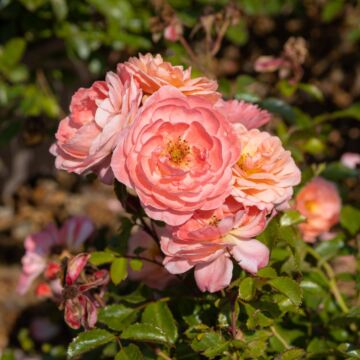 Apricot Drift® Rose