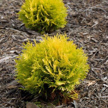 Anna's Magic Ball® Arborvitae