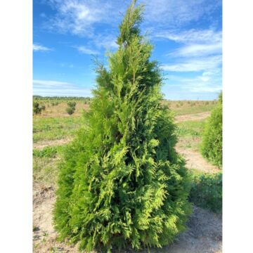 Dark Green Arborvitae