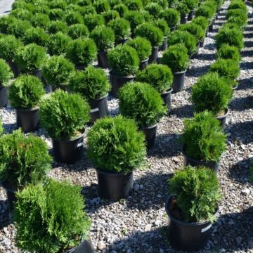 Little Giant Globe Arborvitae