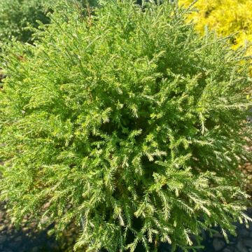 Mr. Bowling Ball® Arborvitae