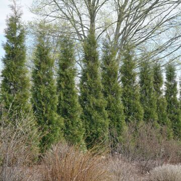 Full Speed A Hedge® Arborvitae