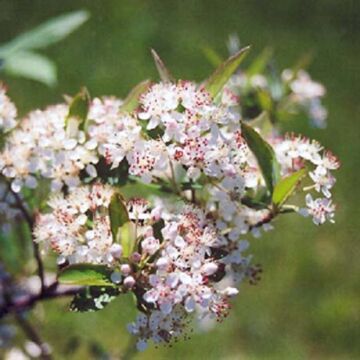 Upright Red Chokeberry