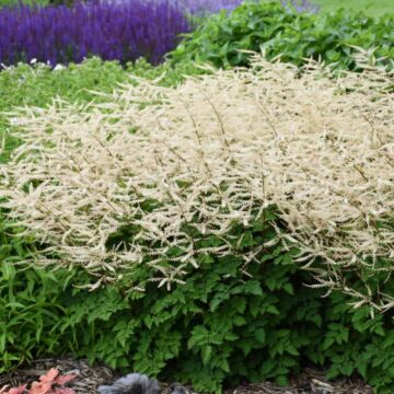 Chantilly Lace Goatsbeard