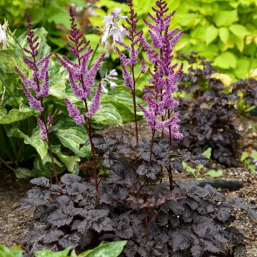 Dark Side of the Moon Astilbe