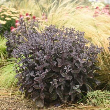 Back in Black Sedum