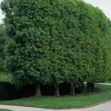 Shawnee Brave Baldcypress