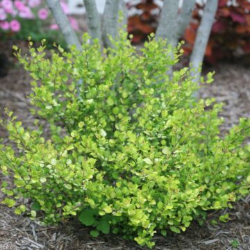 Cesky Gold® Dwarf Birch