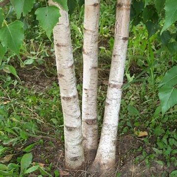 Whitespire Birch Clump