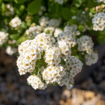 Birchleaf Spirea