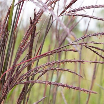 Blackhawks Big Bluestem Grass