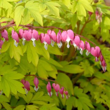 Gold Heart Blooms