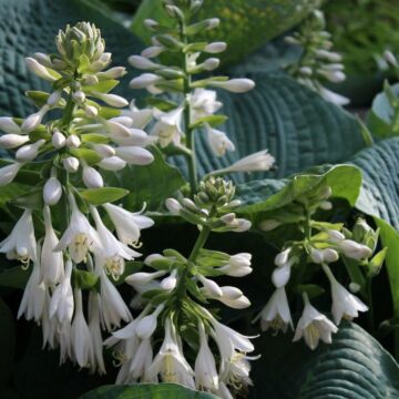 Blue Angel Hosta