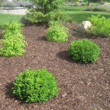 Green Velvet Boxwood