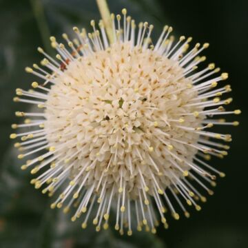 Sugar Shack® Buttonbush