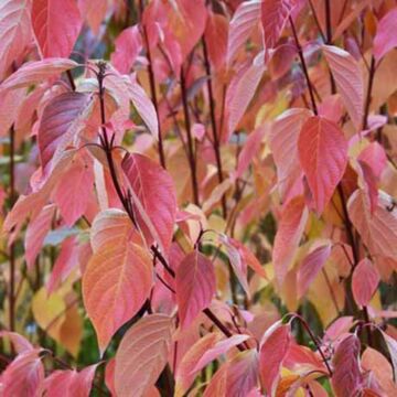 Cardinal Dogwood