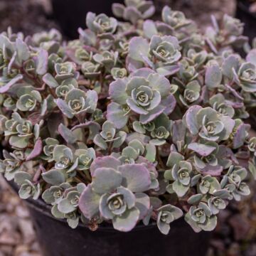 Cauticola Sedum