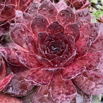 Maroon Mountain Hens and Chicks