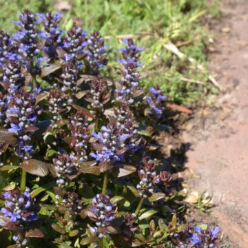 Chocolate Chip Ajuga