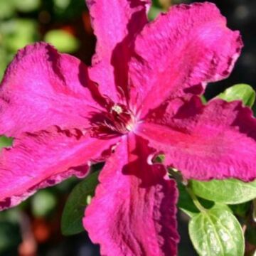 Cardinal Wyszynski Clematis